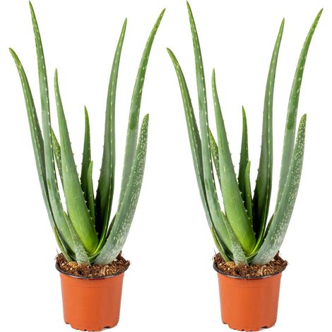 Bloomique - Lot de 2 - Aloe Vera - Plantes d’intérieur - Plantes grasses - Succulentes - Très facile à entretenir - Hauteur 30-40 cm - Pot 12 cm