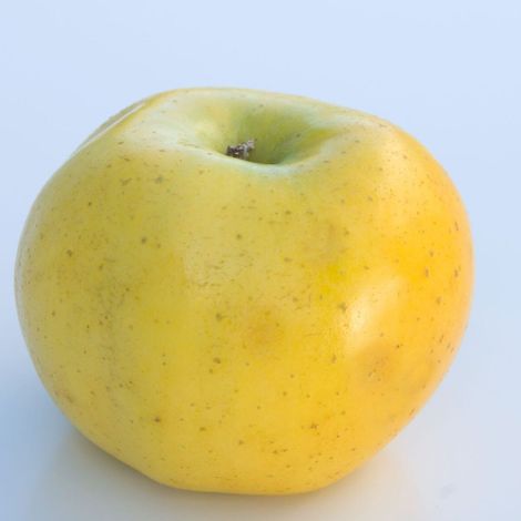 Pommier Reinette Clochard/Pot de 10L - Gobelet 2 ans - 120/150 cm (1/5)