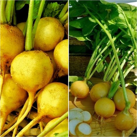 Semillas de Rabanito Amarillo Zlata. 50 Gramos