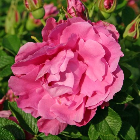 2 x Rosa  - Kordes-Rugosa - Rosa 'Romantic Roadrunner'®