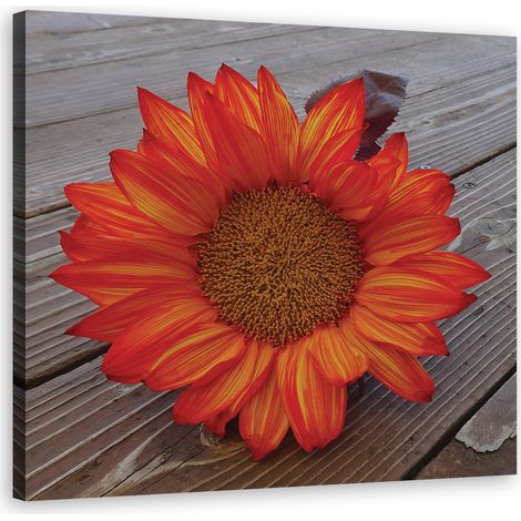 Quadro su tela, Girasole arancione - 50x50 (1/4)