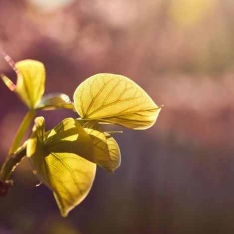 Cercis du Canada Golden Falls® 'NC2015 12', Arbre de Judée, Gainier du Canada/Pot de 30L - Baliveau