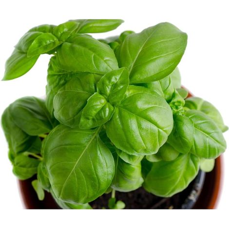 Graines de basilic Genovese – Lot de 150 graines sans OGM, variété ancienne, basilic doux premium pour culture intérieure et extérieure (1/5)