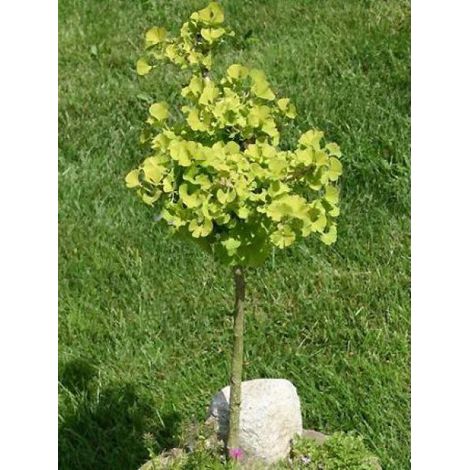 Ginkgo biloba 'Mariken' Pot de 2L/3L, Touffe