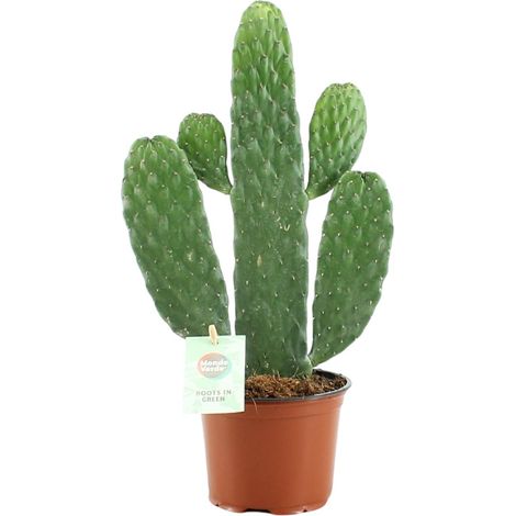Cactus Opuntia Rubescens Consolea Plante d'Intérieur Facile d'Entretien Ø 12 cm Hauteur 35 cm - PANGIVO
