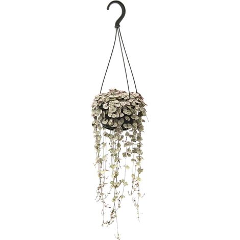 Ceropegia woodii Variegata - Plante d'Intérieur Retombante Chaîne de Cœurs - Ø 14 cm H 38 cm - PANGIVO (1/4)