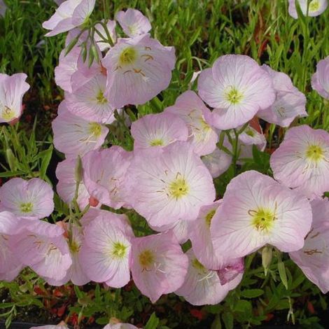 4 x Œnothère  - Oenothera Speciosa 'Siskiyou'  - godet 9x9 cm