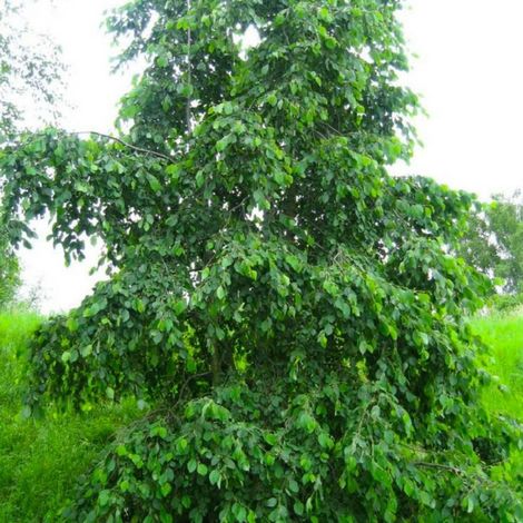Pépinières Naudet – Aulne blanc – Arbre à feuillage caduc – Hauteur à maturité 15m – Adapté aux sols humides – Favorise la biodiversité (1/4)