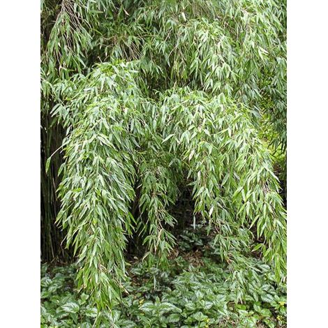 Bambou non traçant 'Lancaster 1' Pot de 12L/15L (1/3)
