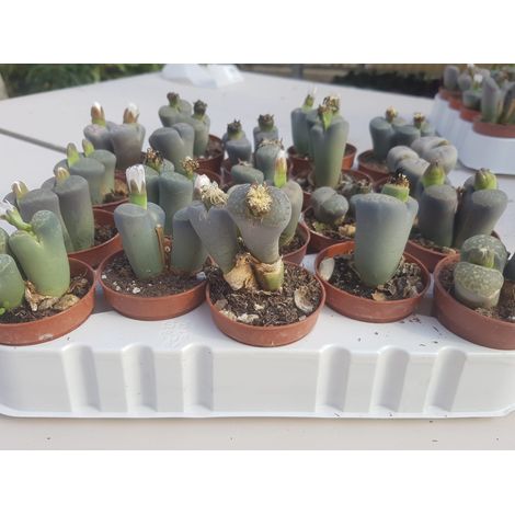 Lithops v.5