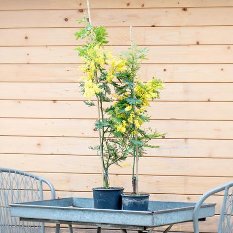 Mimosa "Acacia dealbata" pianta in vaso  18 h. 120/150 cm (1/4)
