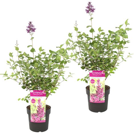 Syringa 'Bloomerang Dark Purple'  Lilas violet par 2 pièces - Plante extérieure en pot de culture ⌀19 - 50-60 cm