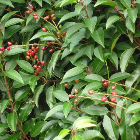Laurier du Portugal - Prunus lusitanica  - 30-40 cm pot