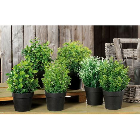 PIANTA AROMATICA DECORATIVA D.10XH20CM IN 6 MODELL