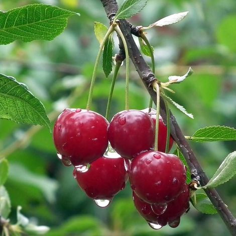 Cerisier nain pleureur Griotella® 'Frumi'/Pot de 7,5L - 40/60 cm