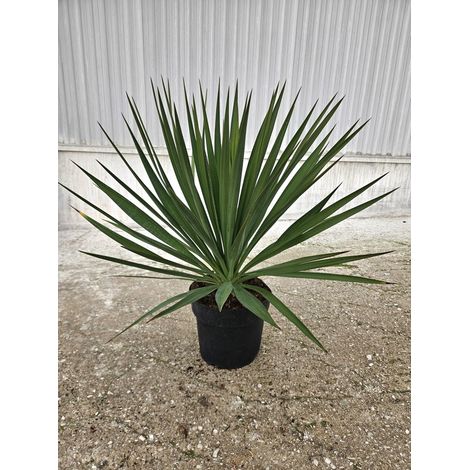 YUCCA GLORIOSA POT 24 (1/2)