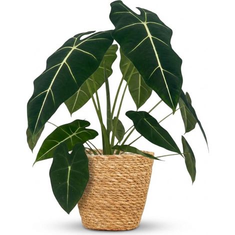 Alocasia Frydek - Plante d'intérieur Oreille d'éléphant avec Panier - Vert - 60 cm - Pot Ø 19 cm - PANGIVO (1/5)