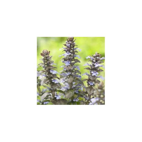 Ajuga vaso 14 cm – Pianta tappezzante con fogliame decorativo e fioritura (1/5)