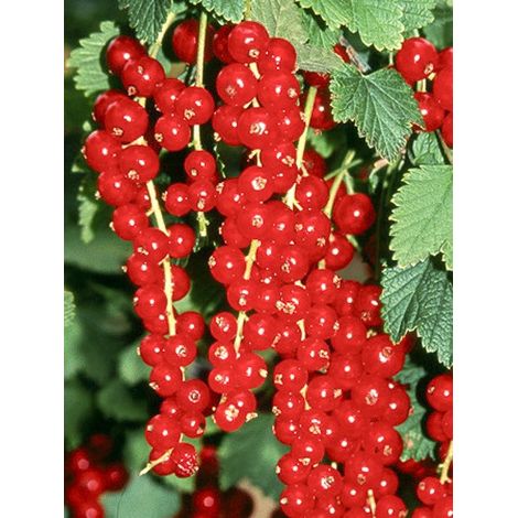 Groseillier 'Premiere Groseille Raisin Deltir' Pot de 2L/3L (1/2)