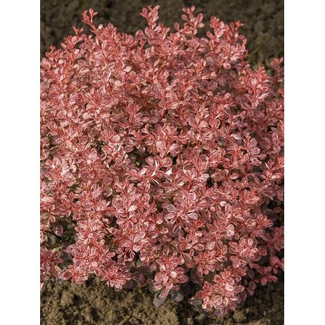 Épine-vinette de Thunberg 'Inspiration' Pot de 2L/3L