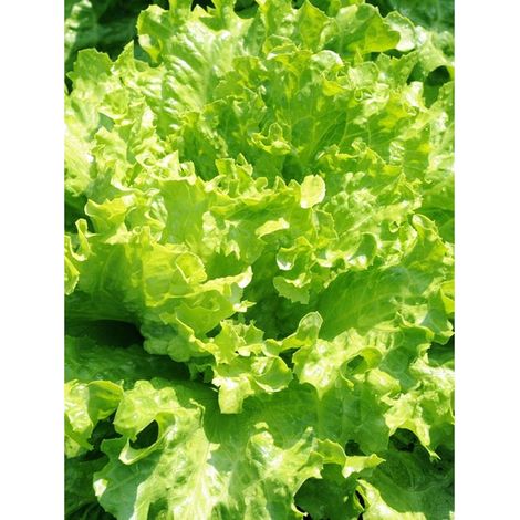10000 pièces Graines Laitue Verte Jardin – Semences Potager, Salades Croquantes et Fraîches, Haute Productivité (1/5)