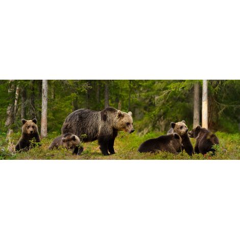 Tableau sur toile famille d'ours 30x97 cm - Impression sur Toile Murale Décorative - Image imprimée en HD sur Toile - Toile sur Châssis en Bois FSC - Fabriqué en France (1/5)