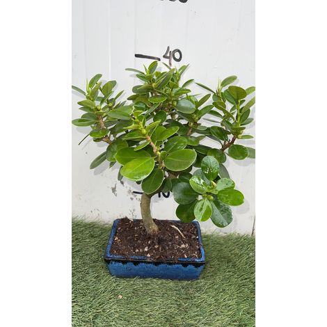 Ficus Panda pot bonsaï cm 20 Origine Asie Photos réelles
