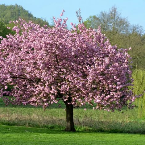 Magnolia giapponese ad alberello "Magnolia soulangeana" pianta in vaso ø36 cm h 170/200 cm (1/5)