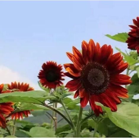 Tournesol Violet – Fleurs pourpres – 100 graines – Jardin (1/4)