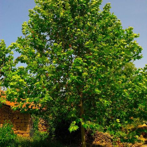 Pépinières Naudet – Platane à feuilles d'érable (Platanus acerifolia) – Arbre à croissance rapide – Ombre dense – Écorce décorative – Taille 20/40cm