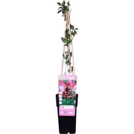 Chèvrefeuille des bois tardif 'Serotina' – Fleurs parfumées rouge et jaune – Feuillage brillant vert moyen – 50-60 cm pot – Everspring (1/2)