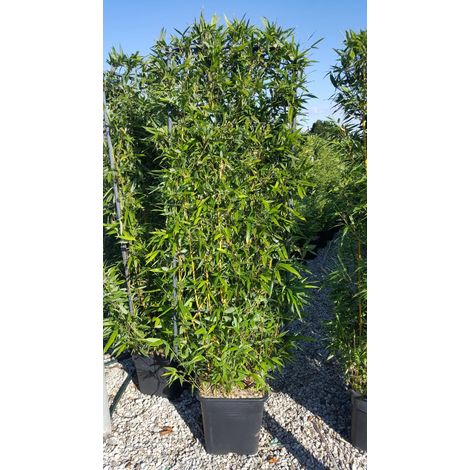 Gardenaria Bambù Giallo Striato - Phyllostachys aureosulcata 'Spectabilis' - Bambù ornamentale da esterno - Altezza: 100/125 cm (vaso19)