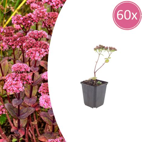 Lot de 60 Sedum 'Matrona' Plante Grasse Vivace Fleurs Roses pour Massif et Rocaille Ø9cm 10-25cm - PANGIVO (1/5)