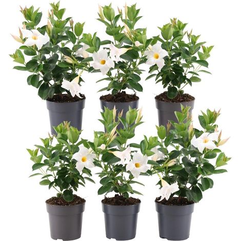 Dipladenia Mandevilla Blanc Lot de 6 Plantes Grimpantes Jardin et Terrasse Ø12 cm H25 cm - PANGIVO (1/3)