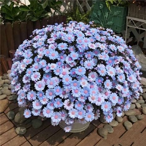 8000 Graines d’Osteospermum Bleu Violet – Fleurs Jardin Extérieur Plantation Facile avec Engrais Offert