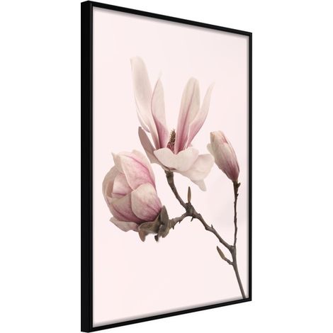 Affiche Murale Encadrée "Blooming Magnolias II" 21 x 30 cm Noir