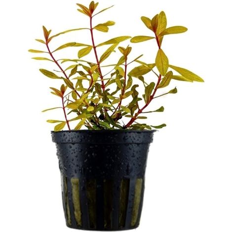 Aquarium Pflanze Ammannia pedicellata Gold Nr.333G