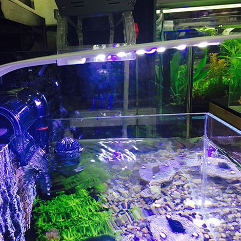 Lumière de Aquarium LED Mini Éclairage pour Petit Bac à Poissons avec Pince Rond Bleu et Blanc - AUTRES (1/5)