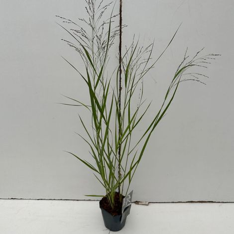 Panic érigé Squaw 40/60cm Pot 2L - Panicum virgatum Squaw