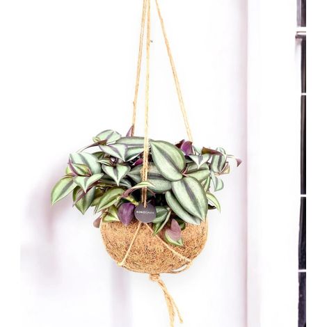 Gardenaria Tradescantia zebrina 'Purpusii' kokedama - Pianta da interno ornamentale - Altezza: 25 cm (vaso 15) (1/5)