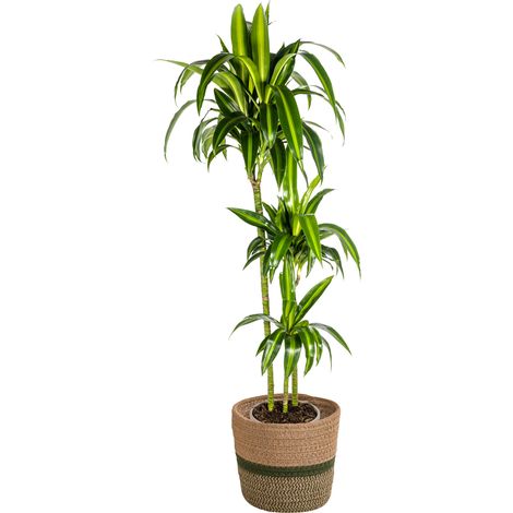 Dracaena Deremensis Hawaiian Sunshine Plante d'Intérieur Tropicale Pot Ø24cm 130-150cm - PANGIVO
