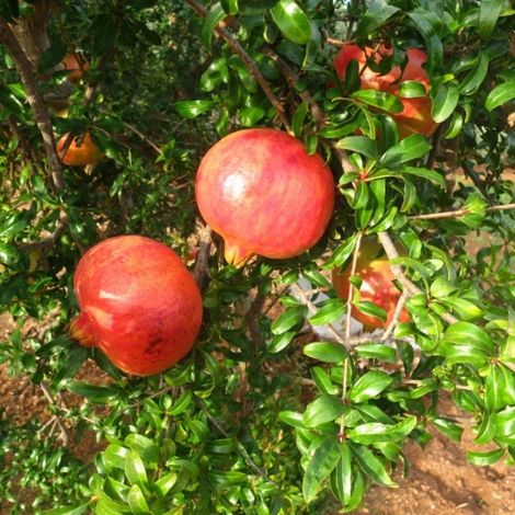 N.10 PIANTA DA FRUTTO MELOGRANO DENTE DI CAVALLO in vaso 20 età 2/3 anni