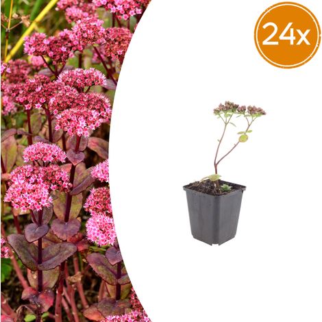Lot de 24 Sedum 'Matrona' Orpin Vivace Fleurs Rose Foncé Hauteur 10-25 cm Pot Ø9 cm - PANGIVO (1/5)
