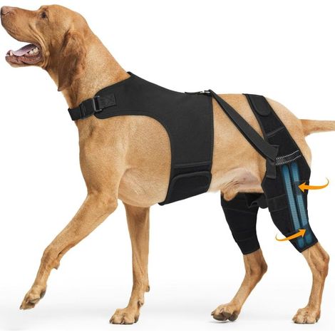 Rodillera para perro con soporte para ligamento cruzado anterior (LCA), 4 estabilizadores, soporte para la cadera (XL) (1/5)