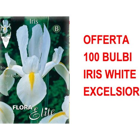 OFFERTA 100 BULBI IRIS HOLLANDICA WHITE EXCELSIOR BULBS BULBES