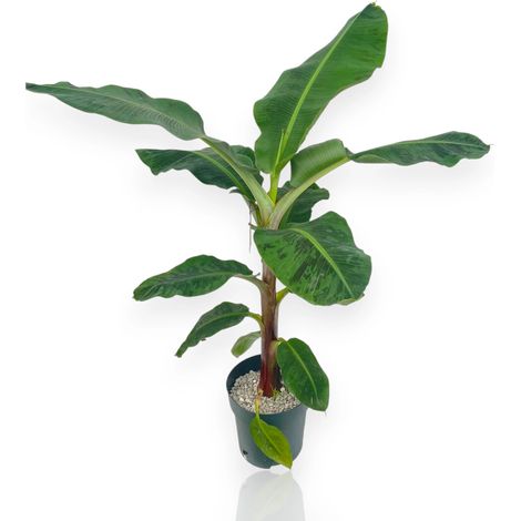 Gardenaria Musa 'Dwarf Cavendish' - Pianta da interno ornamentale - Altezza: 90 cm (vaso 21) (1/5)