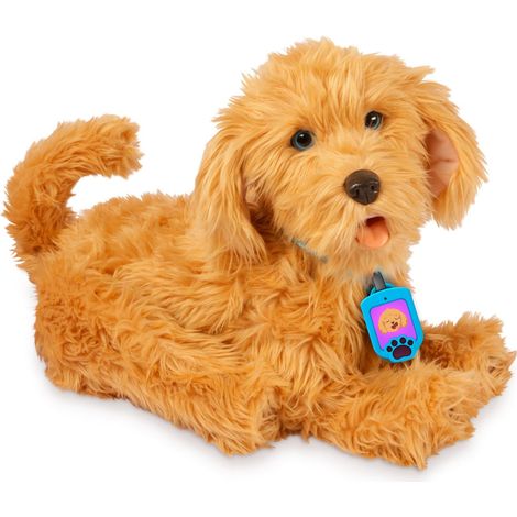 I miei amici pelosi Moji Labradoodle (1/5)