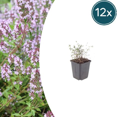 Lot de 12 Thym Commun (Thymus vulgaris) Plante Aromatique Persistante - H 10-25 cm - Ø 9 cm - PANGIVO (1/5)