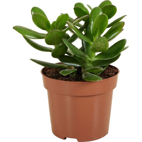 Bloomique - Crassula Ovata Arbre Magique - Plante de Jade - Plantes d'intérieur - Plante succulente - Succulente - Très Facile d'entretien - Hauteur 15-20 cm - Pot 12 cm
