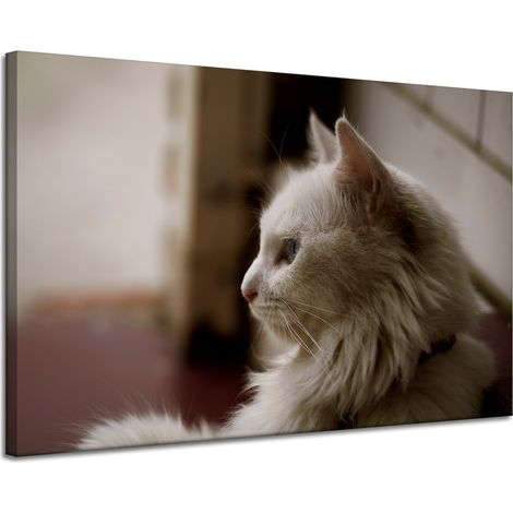 Leinwanddruck Tiere Weiße Katze 120x80 cm